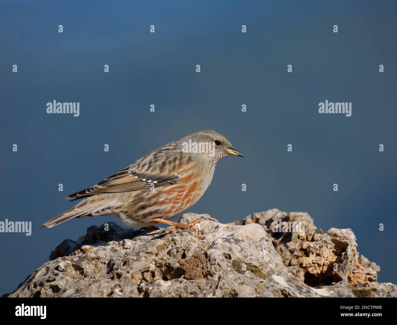 Alpine Accentor Prunella collaris Valencia, Spain BI035278 Stock Photo