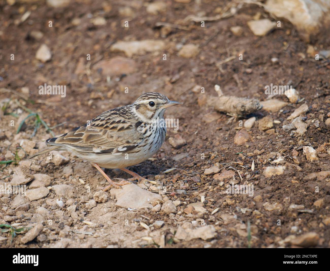 Woodlark Lullula arborea Valencia, Spain BI035342 Stock Photo Alamy