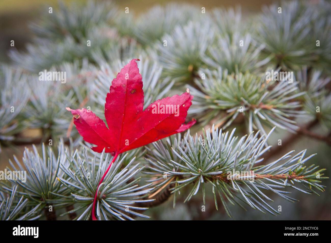 Single red maple leaf on a silver pine branch Stock Photo