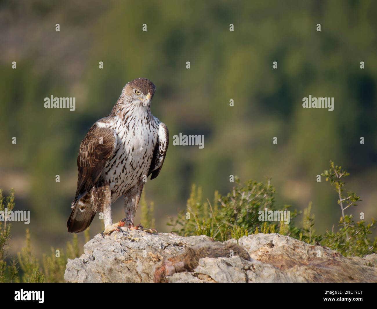 Bonelli s Eagle male with prey (Red Legged Partridge) Aquila fasciata ...