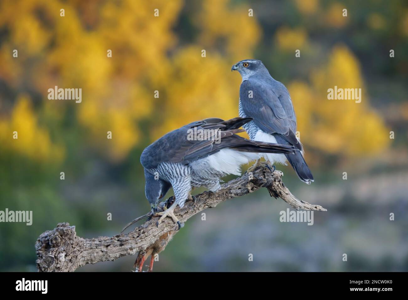 Goshawk - pair Accipiter gentilis Valencia, Spain BI035468 Stock Photo