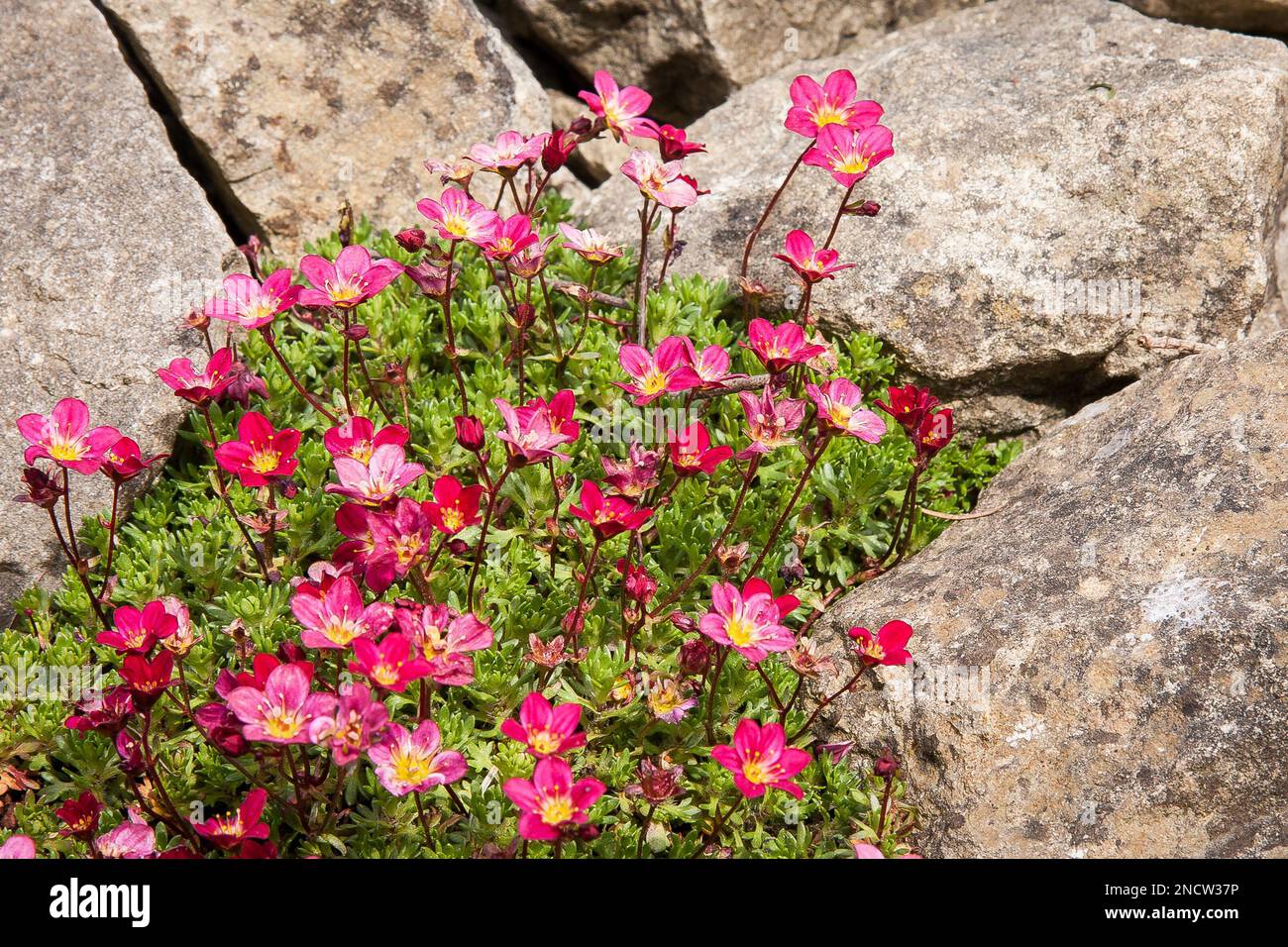 Saxifrage flowers amongst rocks Stock Photo