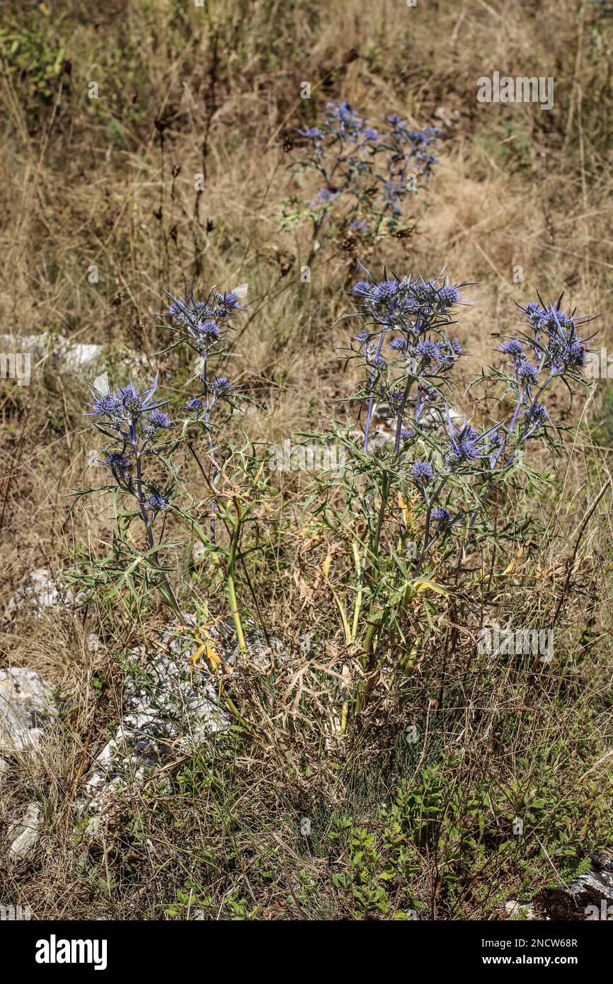 Bluish amethyst eryngo (latin name: Eryngium amethystinum) in northern Montenegro Stock Photo