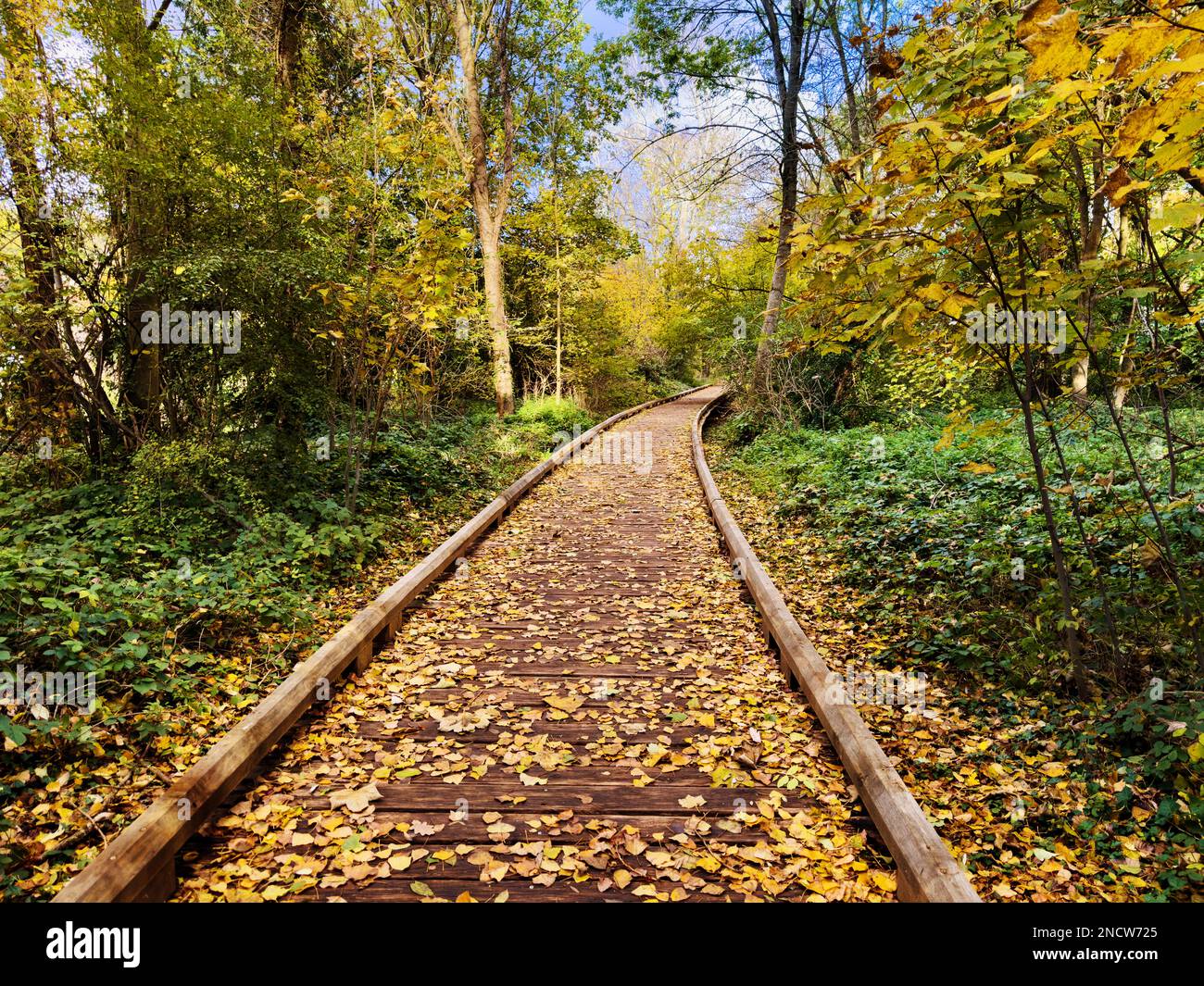 Wooden pathway in the forest covered with autumn leaves Stock Photo - Alamy