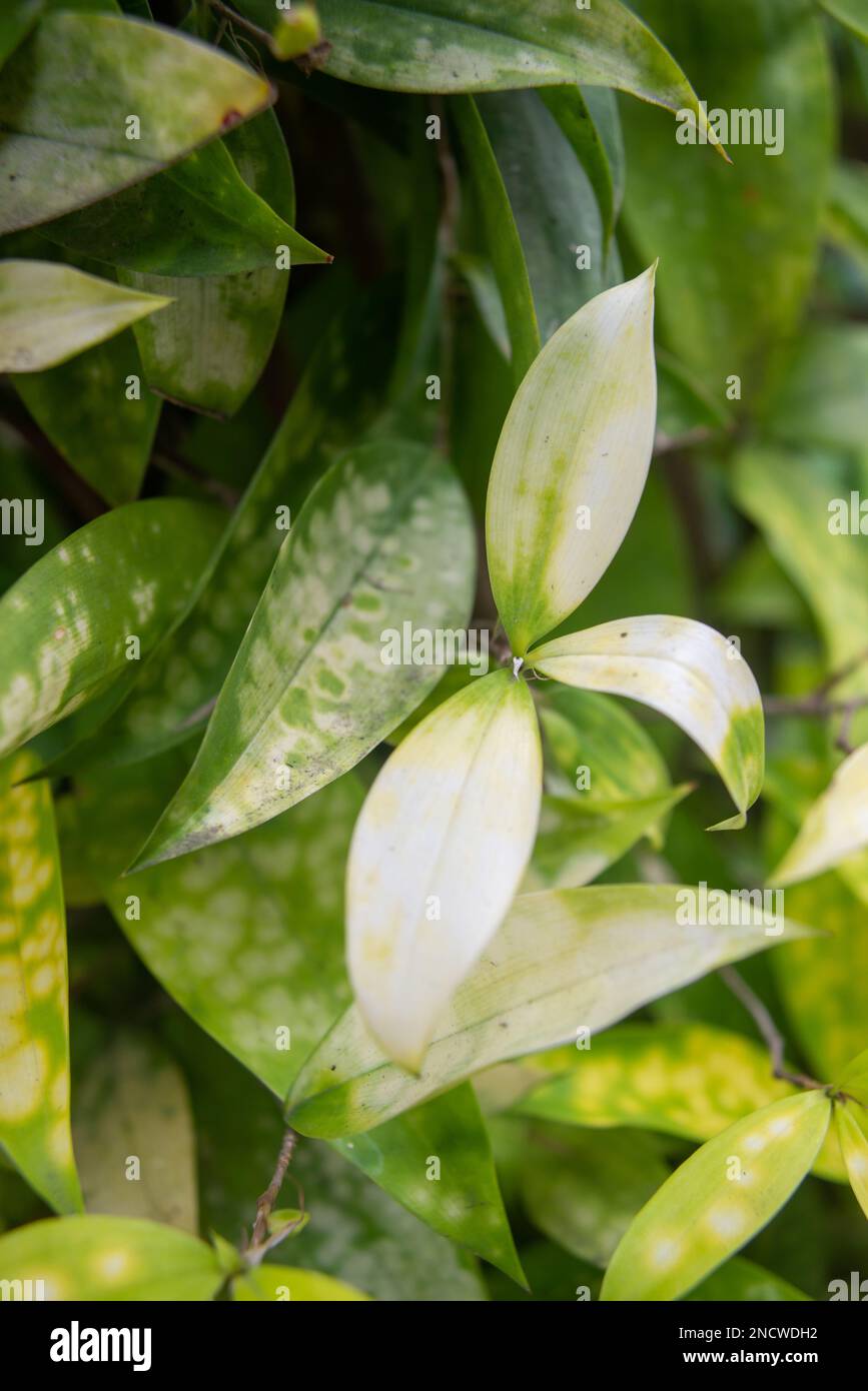 A vertical closeup of Dracaena surculosa, called the gold dust dracaena and spotted dracaena. Stock Photo