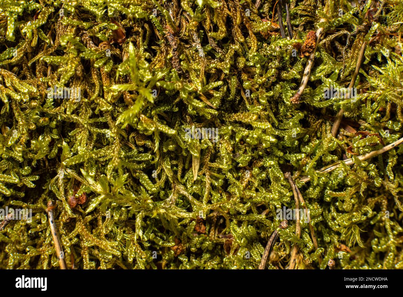 A closeup of Hypnum cupressiforme, the cypress-leaved plaitmoss or hypnum moss. Stock Photo
