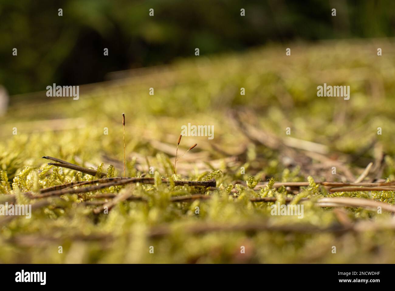 A closeup of Hypnum cupressiforme, the cypress-leaved plaitmoss or hypnum moss. Stock Photo