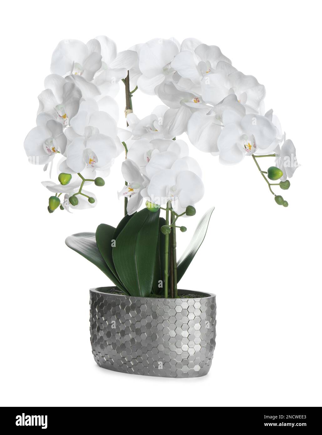 Beautiful orchid flower in pot isolated on white Stock Photo