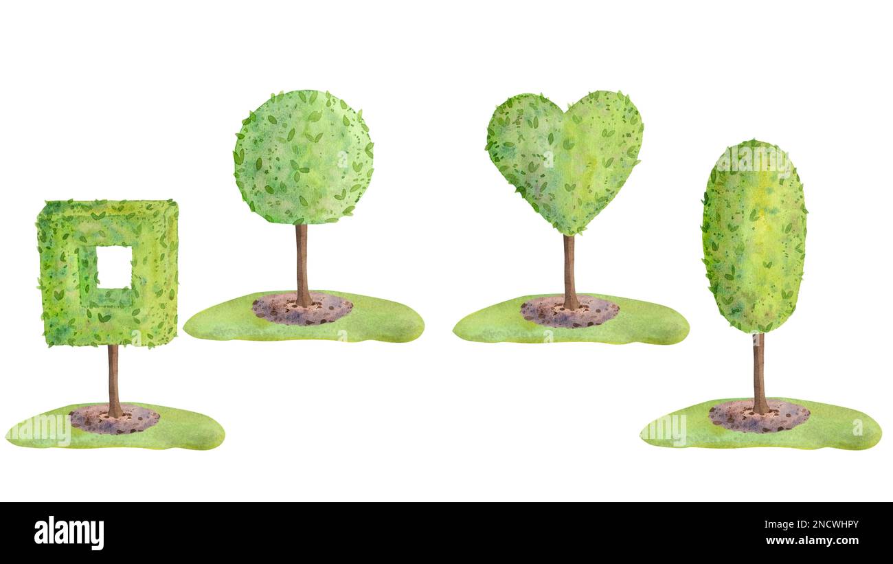 Watercolor illustration of cropped trees of different crown shapes