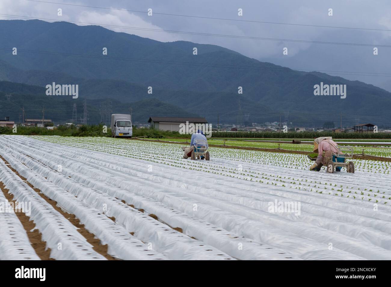 Japanese lettuce farmers hires stock photography and images Alamy