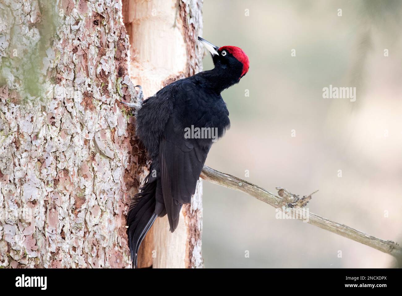 Schwarzspecht *** Local Caption *** Dryocopus martius, genus of woodpeckers, cave breeders
