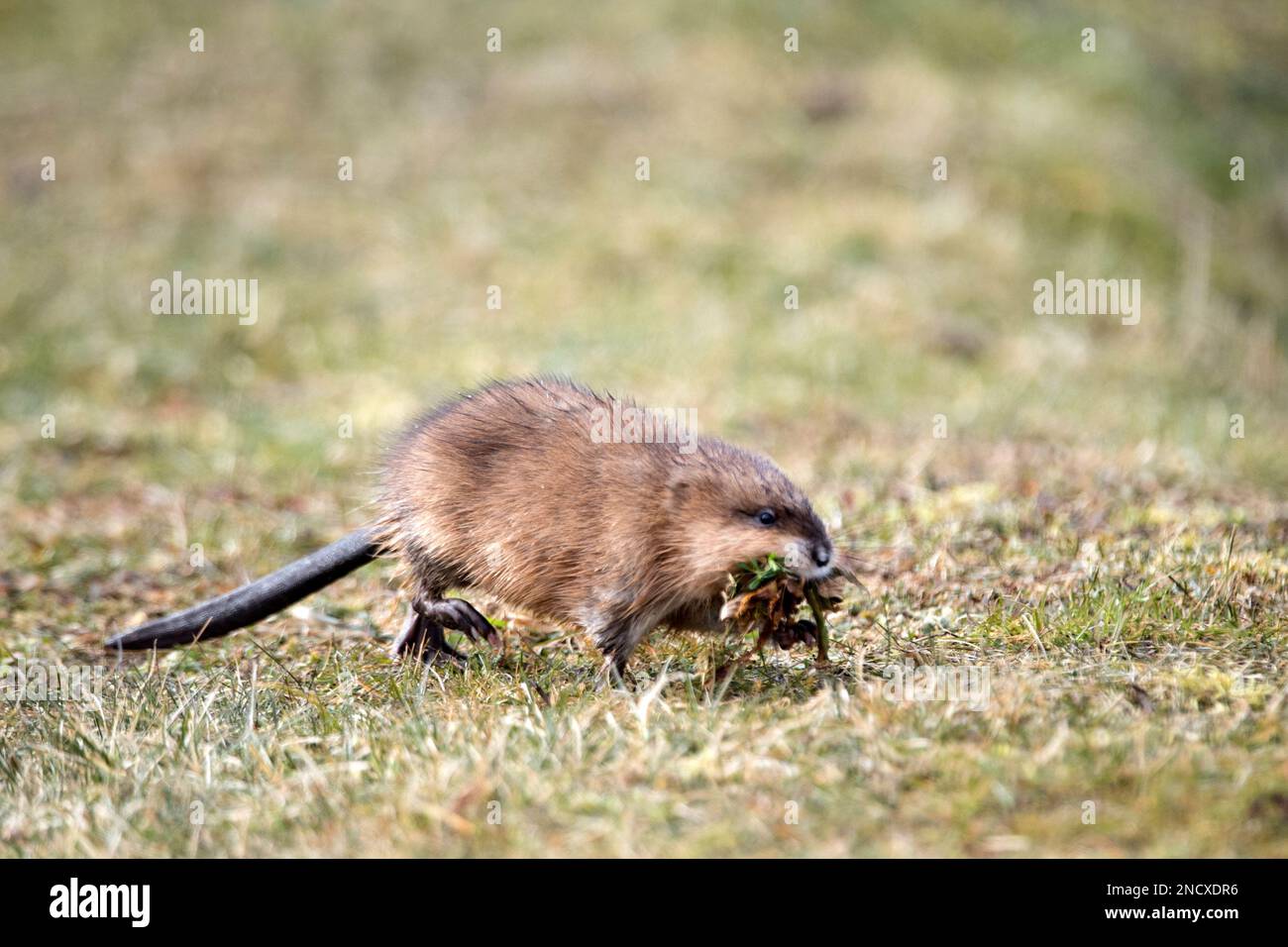 Bisamratte *** Local Caption *** Muskrat, Muskrat, Rodent, Rodents
