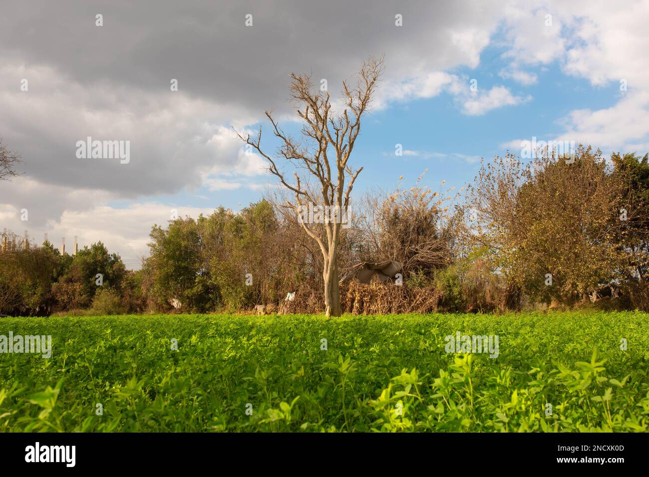 Lonely tree in egypt hi-res stock photography and images - Alamy
