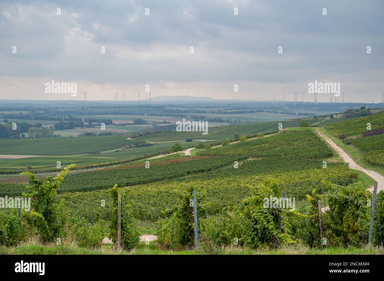 Vineyard landscape with lots of vine plants and wind park with wind ...