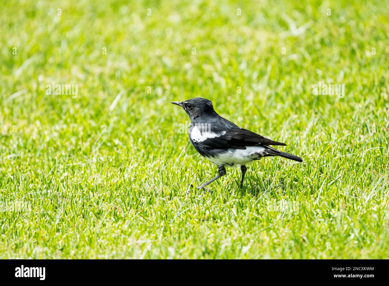 Mountain wheatear or mountain chat (Myrmecocichla monticola) male bird side on or profile in the grass in Gauteng, South Africa Stock Photo