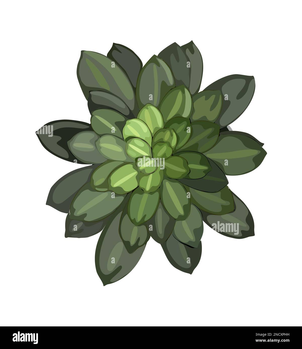 House plant top view vector illustration isolated Stock Vector Image