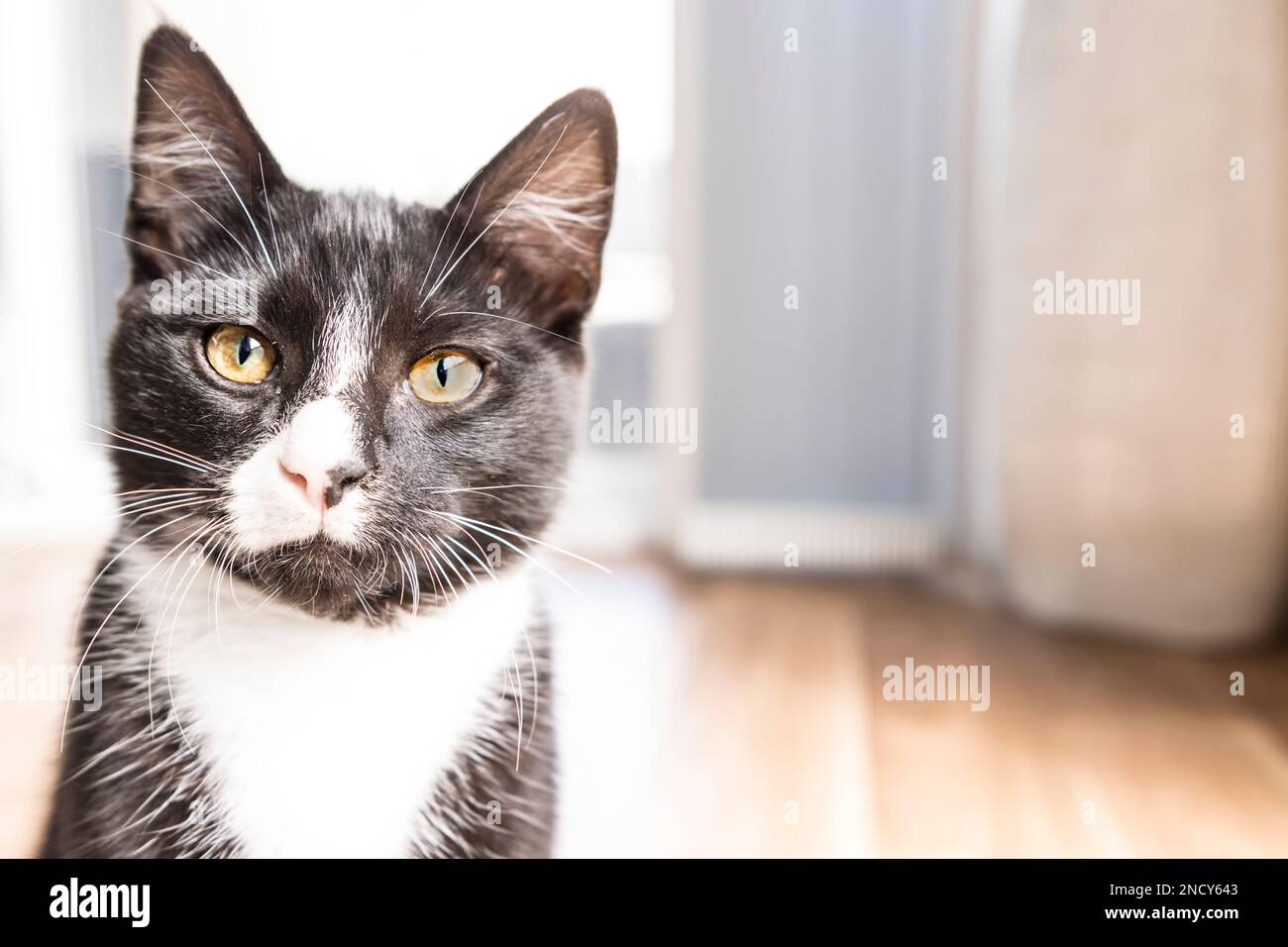 Black white tuxedo cat in hi-res stock photography and images - Alamy