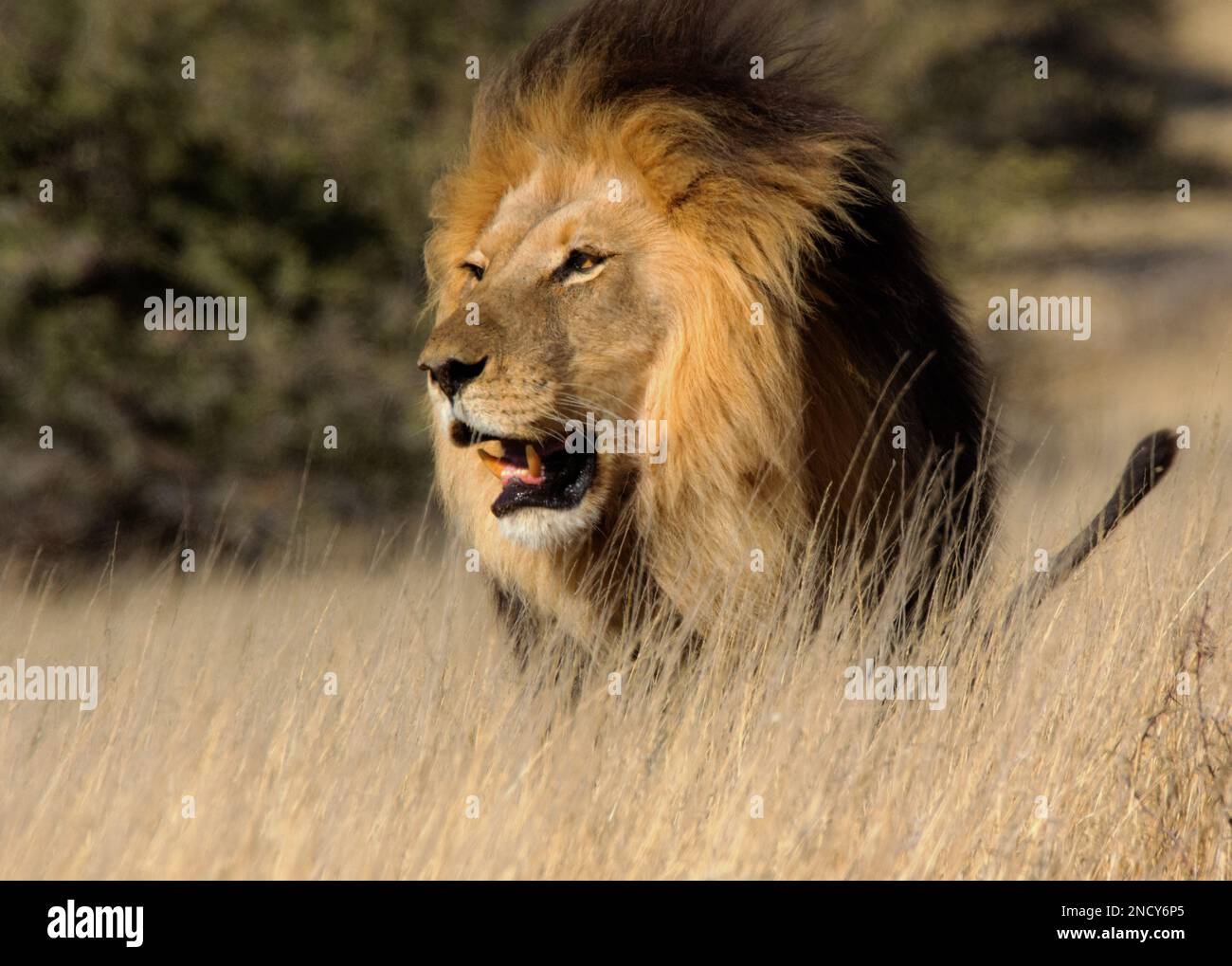 Lion standing in the bush hi-res stock photography and images - Alamy