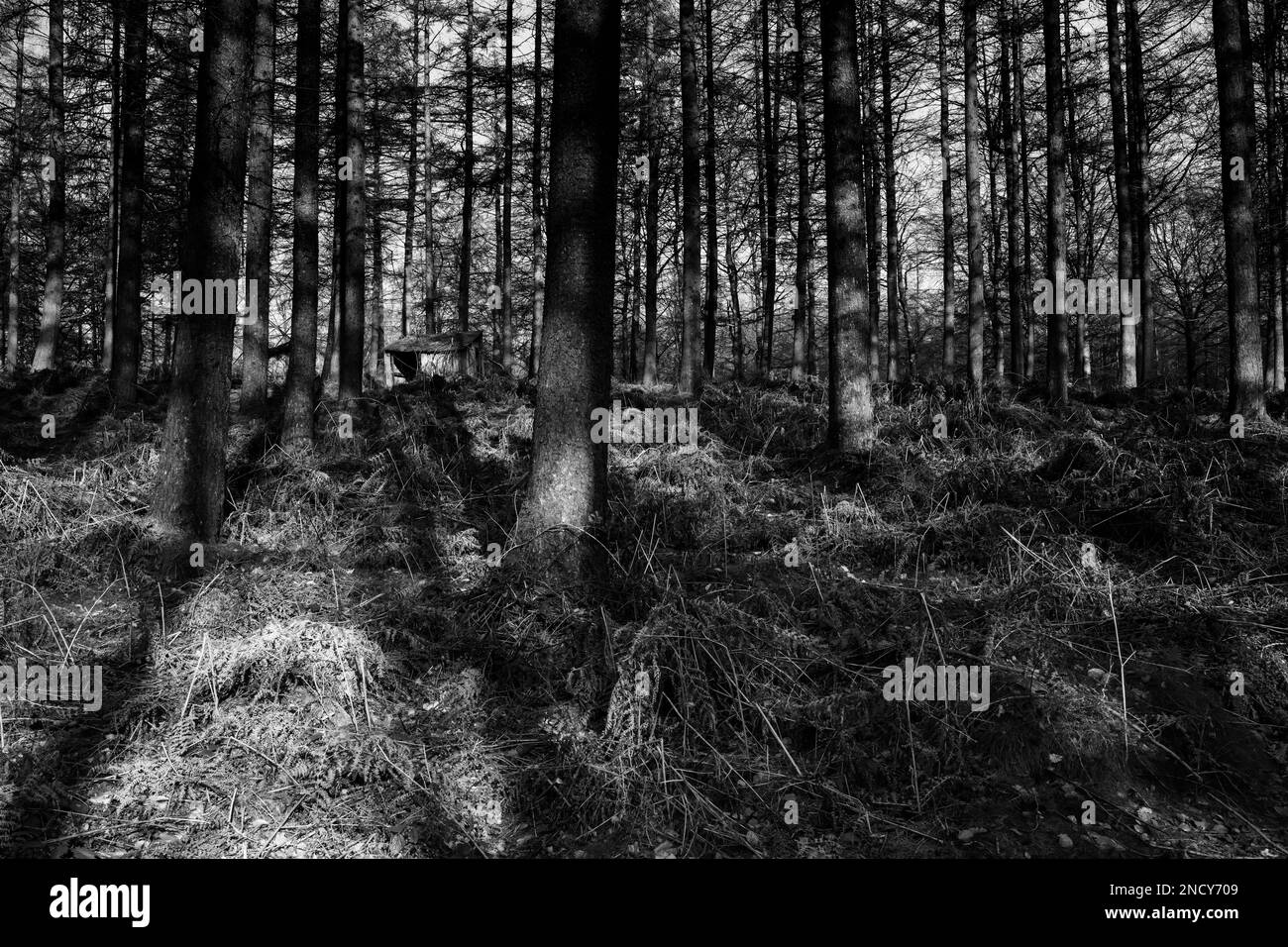 Light falling on an old shed in a stand of conifer trees, Beacon Wood, Penrith, Cumbria, UK Stock Photo