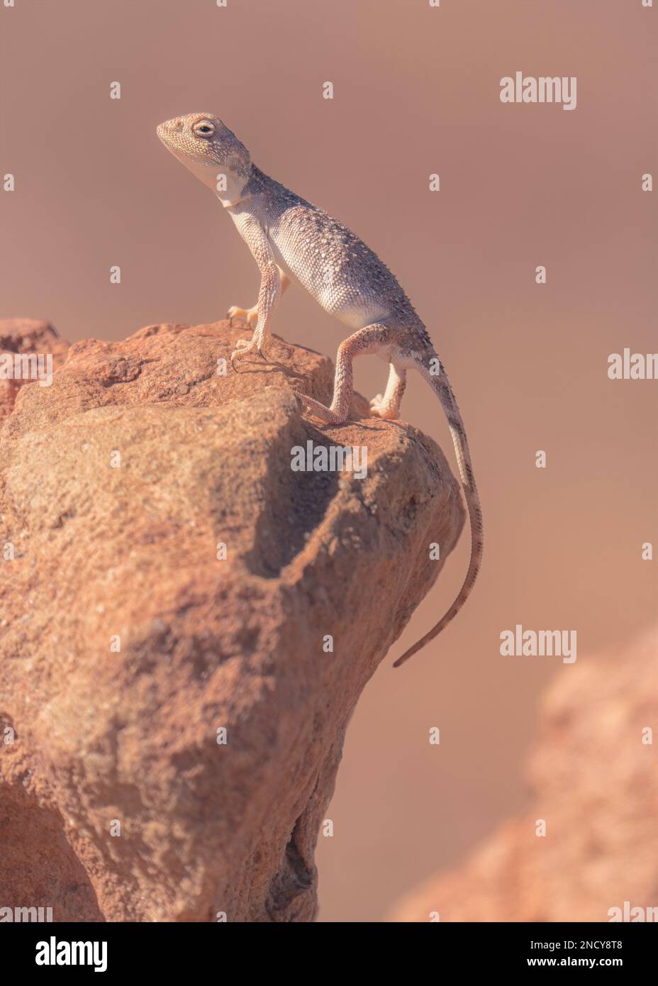 A gibber earless dragon (Tympanocryptis intima) standing on a rock in summer, Australia Stock Photo