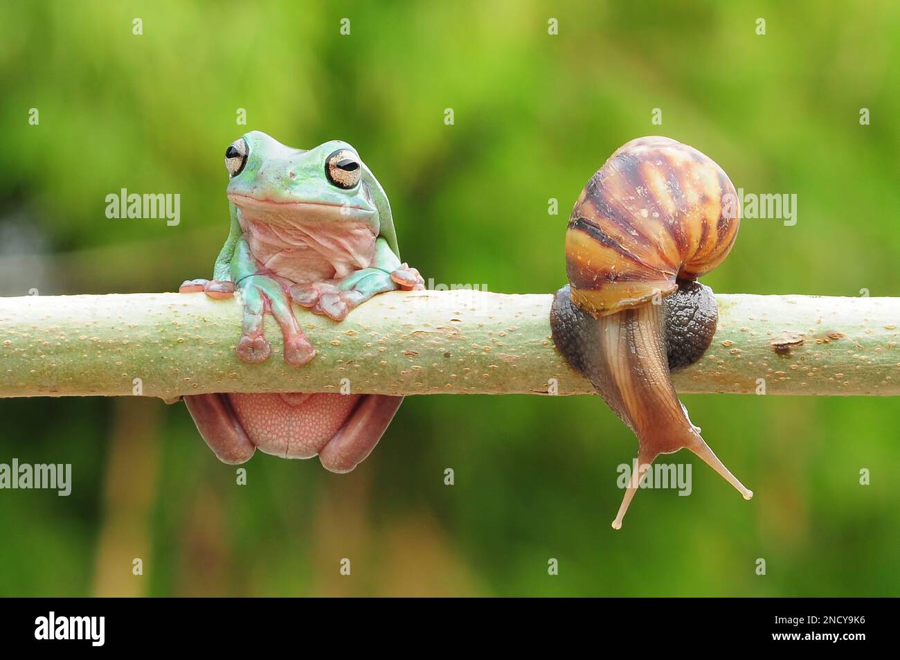 Close-up of an Australian green tree frog sitting next to a snail on a branch, Indonesia Stock Photo