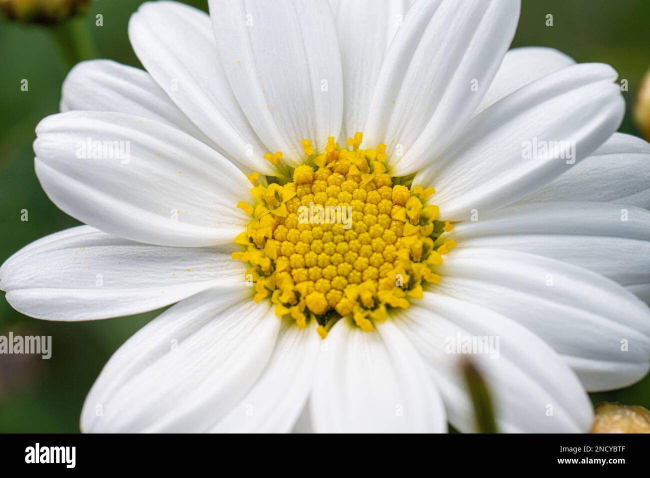 A closeup of Anthemis cretica, the Cretian mat daisy. Stock Photo