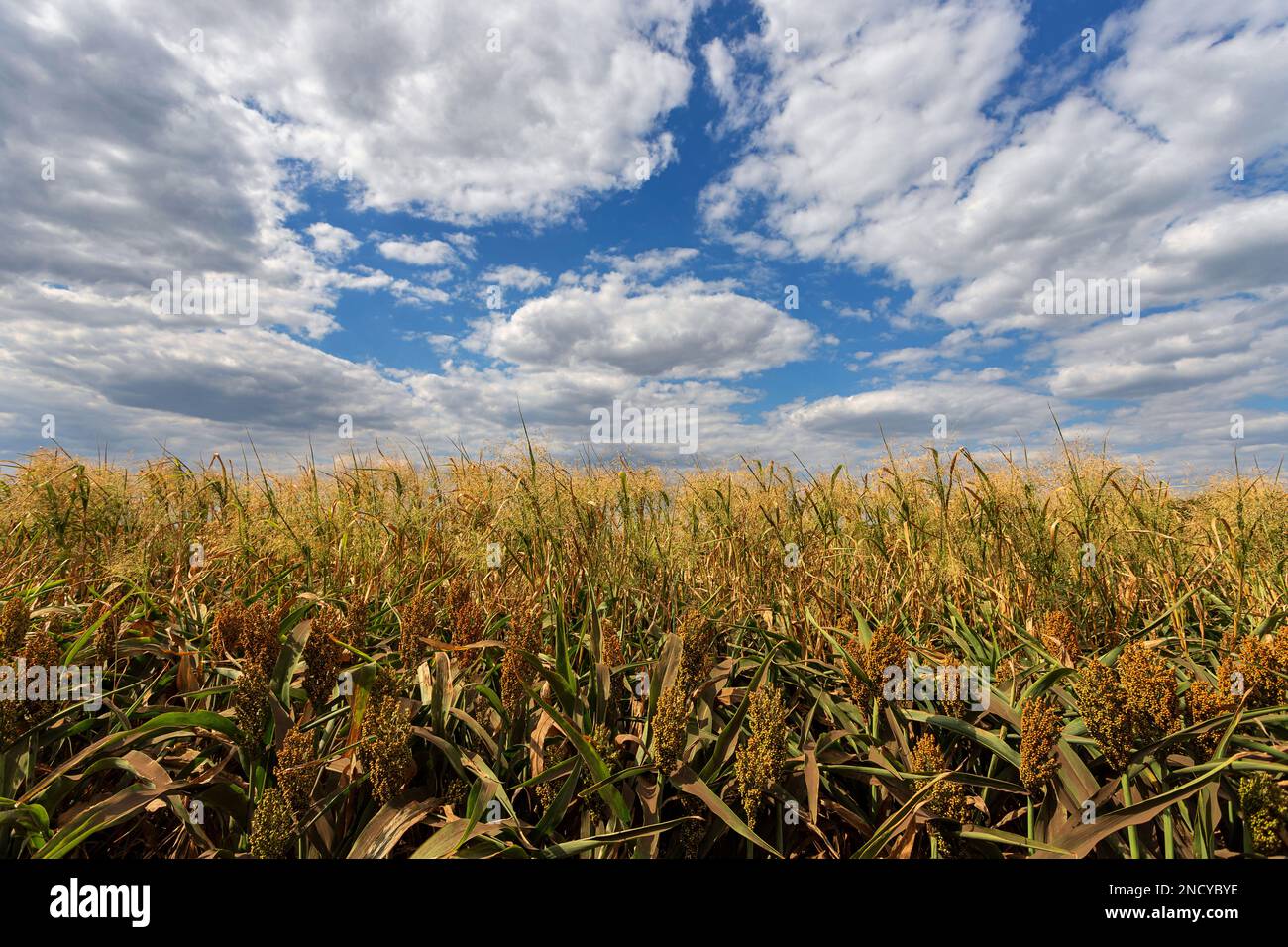 corn field against blue sky with white clouds Stock Photo - Alamy
