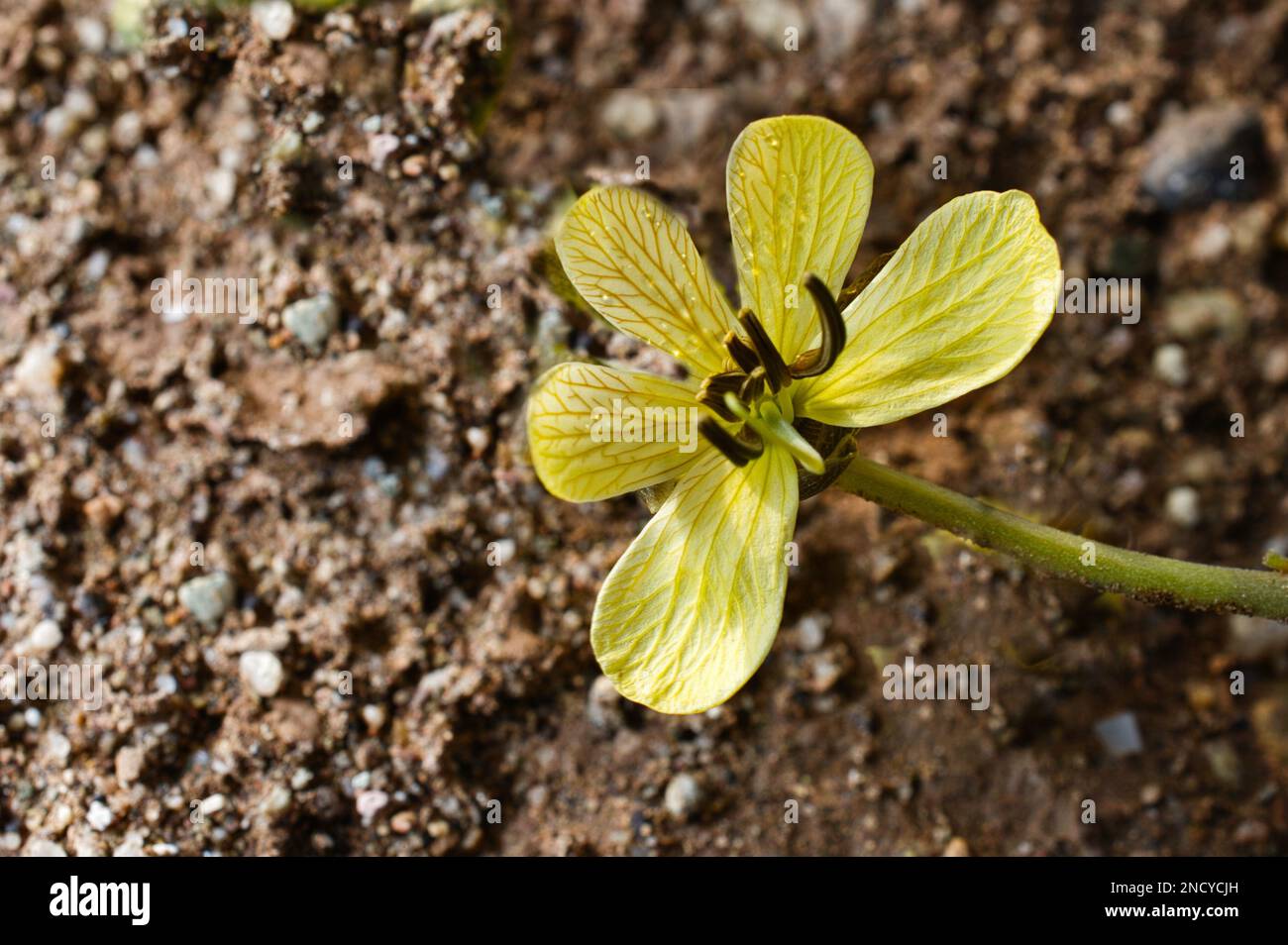 A closeup of Brassica tournefortii against brown soil background Stock Photo