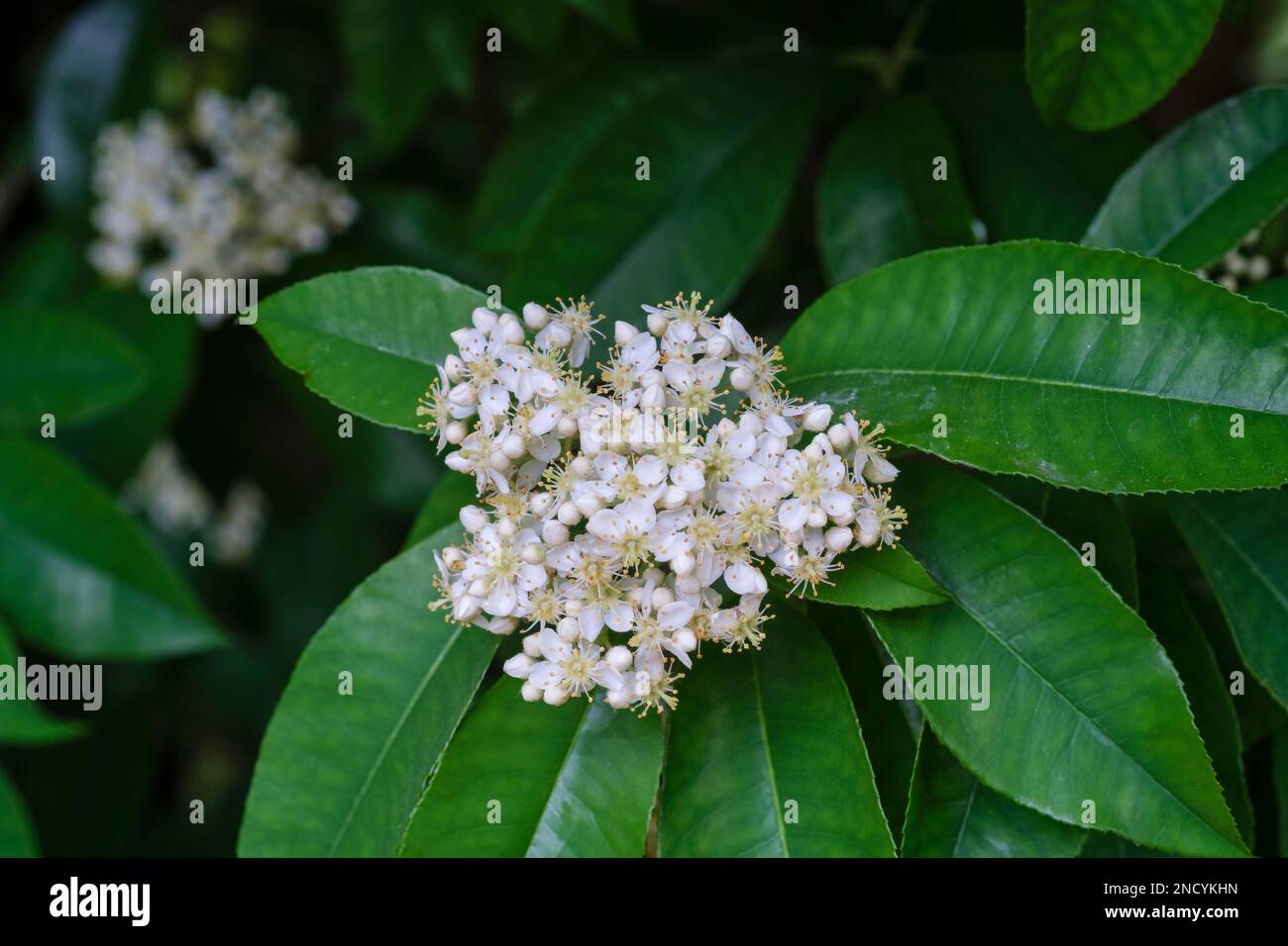 Photinia nussia, Stranvaesia glaucescens, panicles of small white flowers  in late spring Stock Photo - Alamy