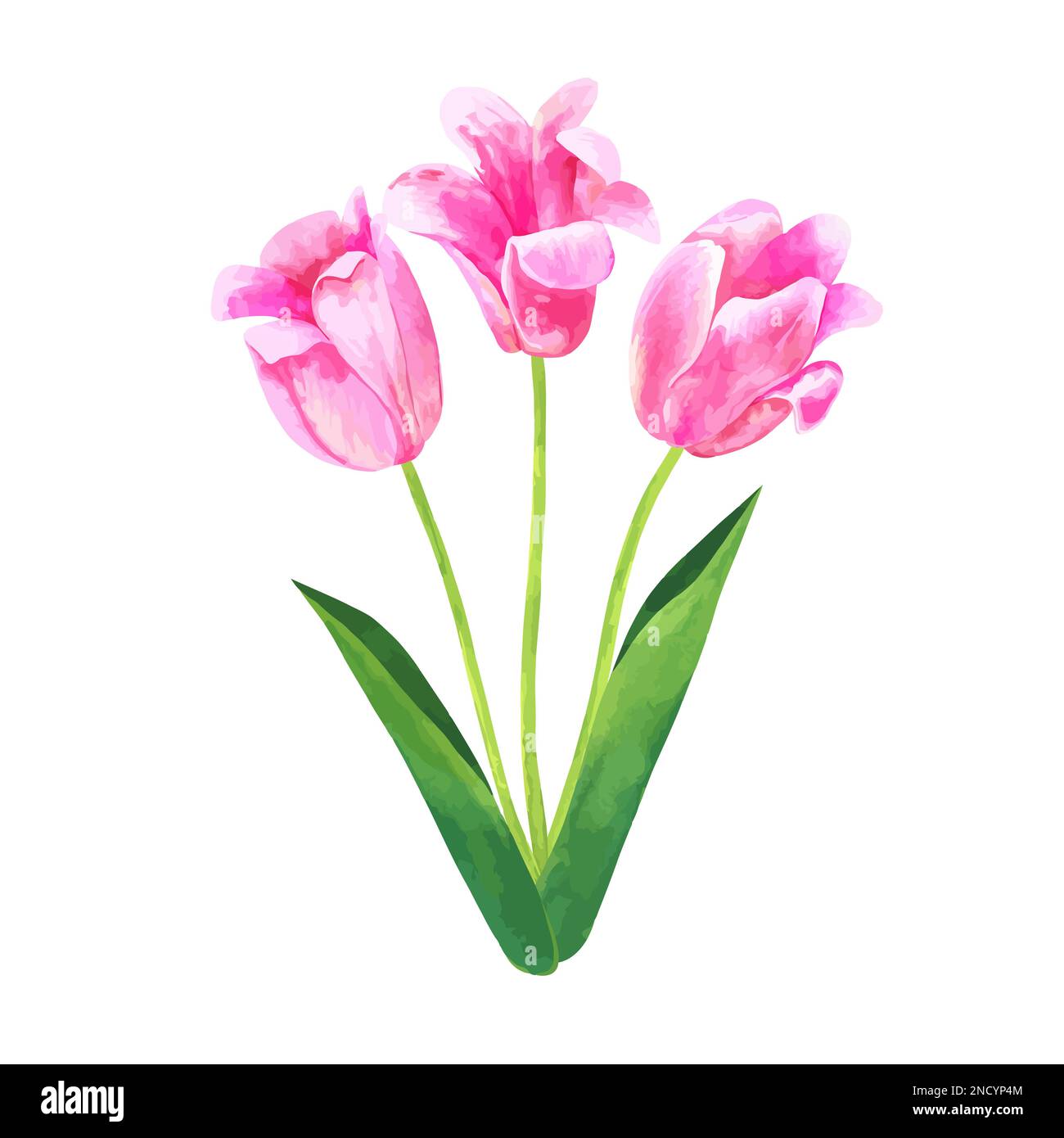 Pink vector tulip flower bouquet. Hand drawn watercolor botanical ...