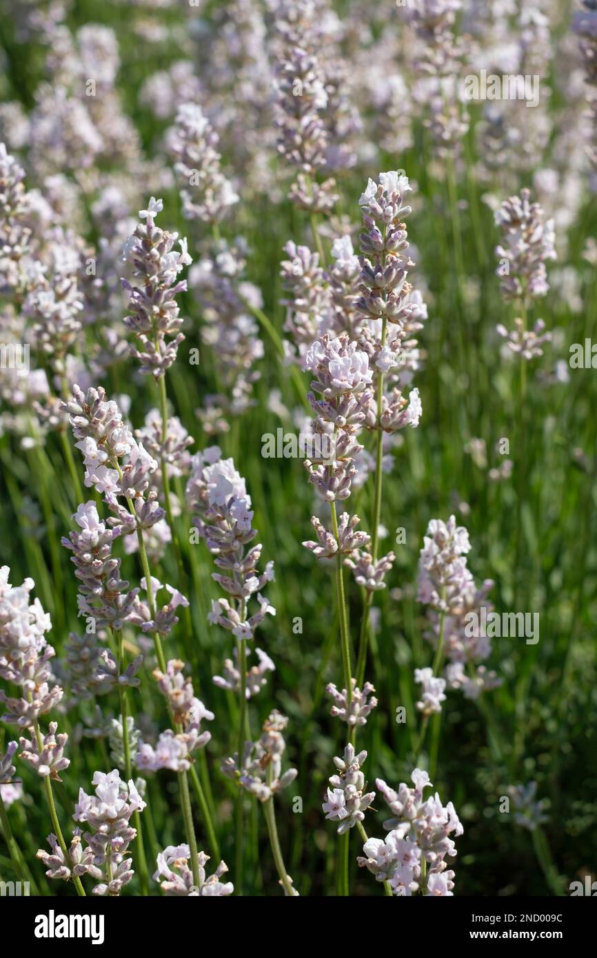 Lavandula angustifolia Nana Alba, dwarf white English lavender. evergreen shrub, white flowers in short spikes Stock Photo