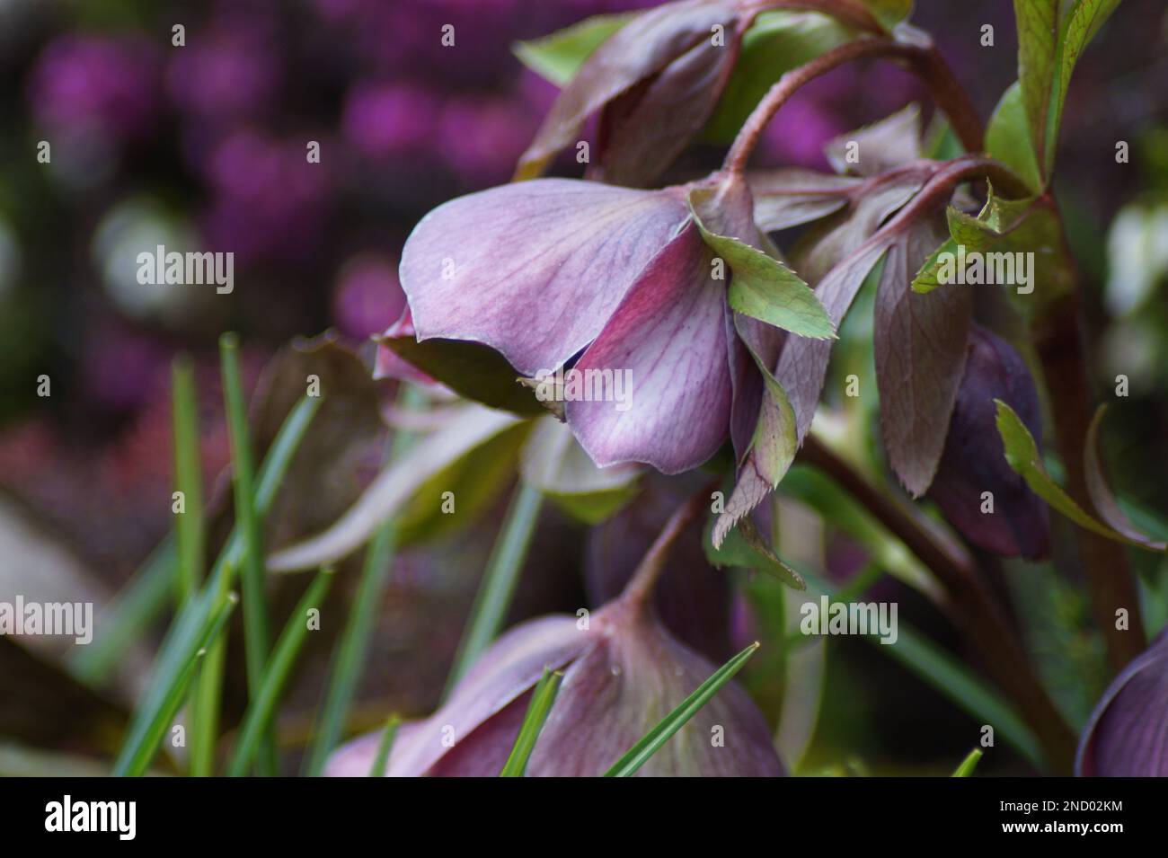 purple flower of hellebore in spring Stock Photo
