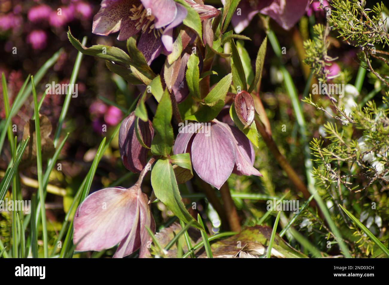 Flower of Helleborus orientalis (hybrid) in the garden Stock Photo