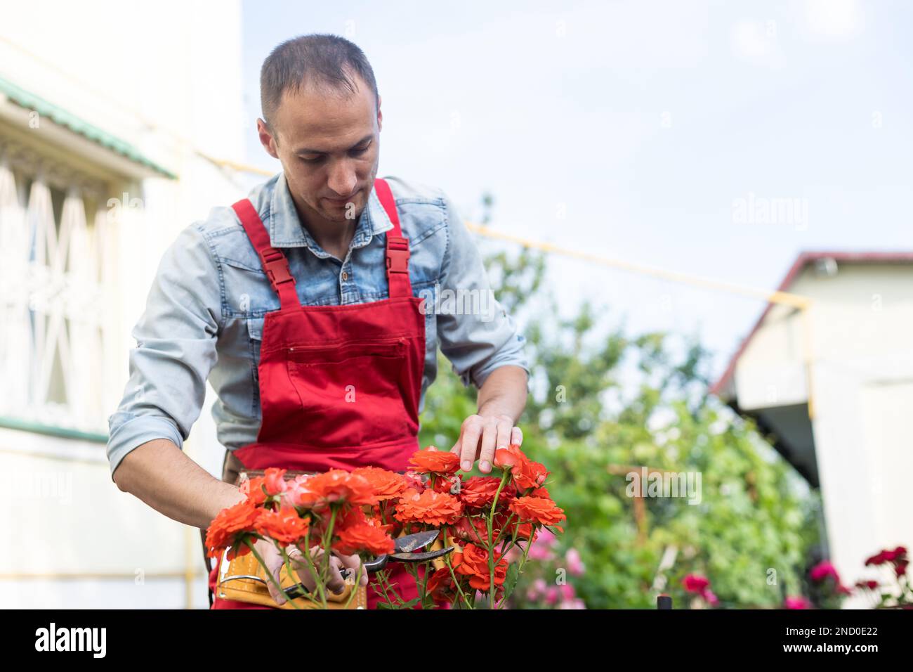 Cut the room rose with scissors. Roses care Stock Photo Alamy