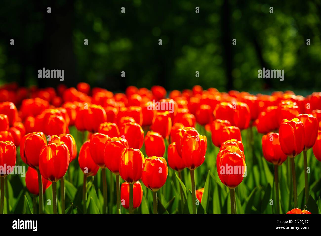 Red tulips lit by sunlight on a flower bed in the park. Landscaping ...