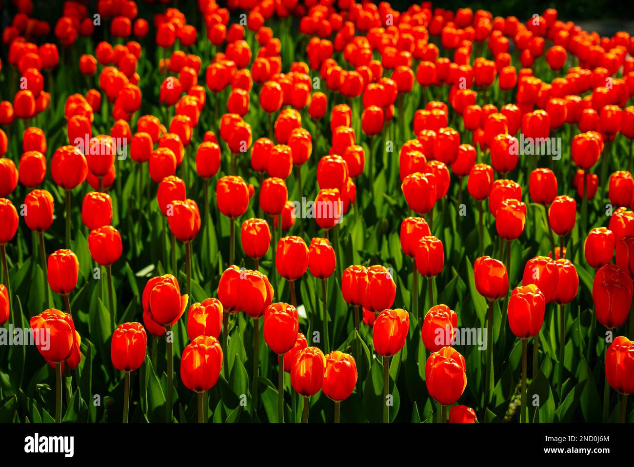 Red tulips lit by sunlight on a flower bed in the park. Landscaping ...