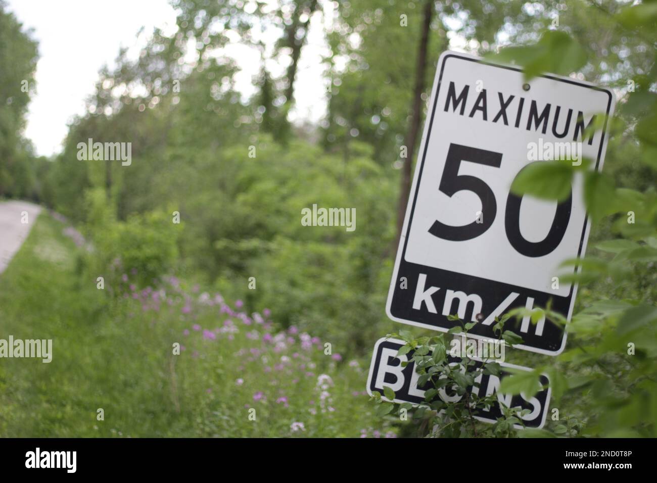 The maximum 50 km an hour sign with overgrown plants in Ontario, Canada