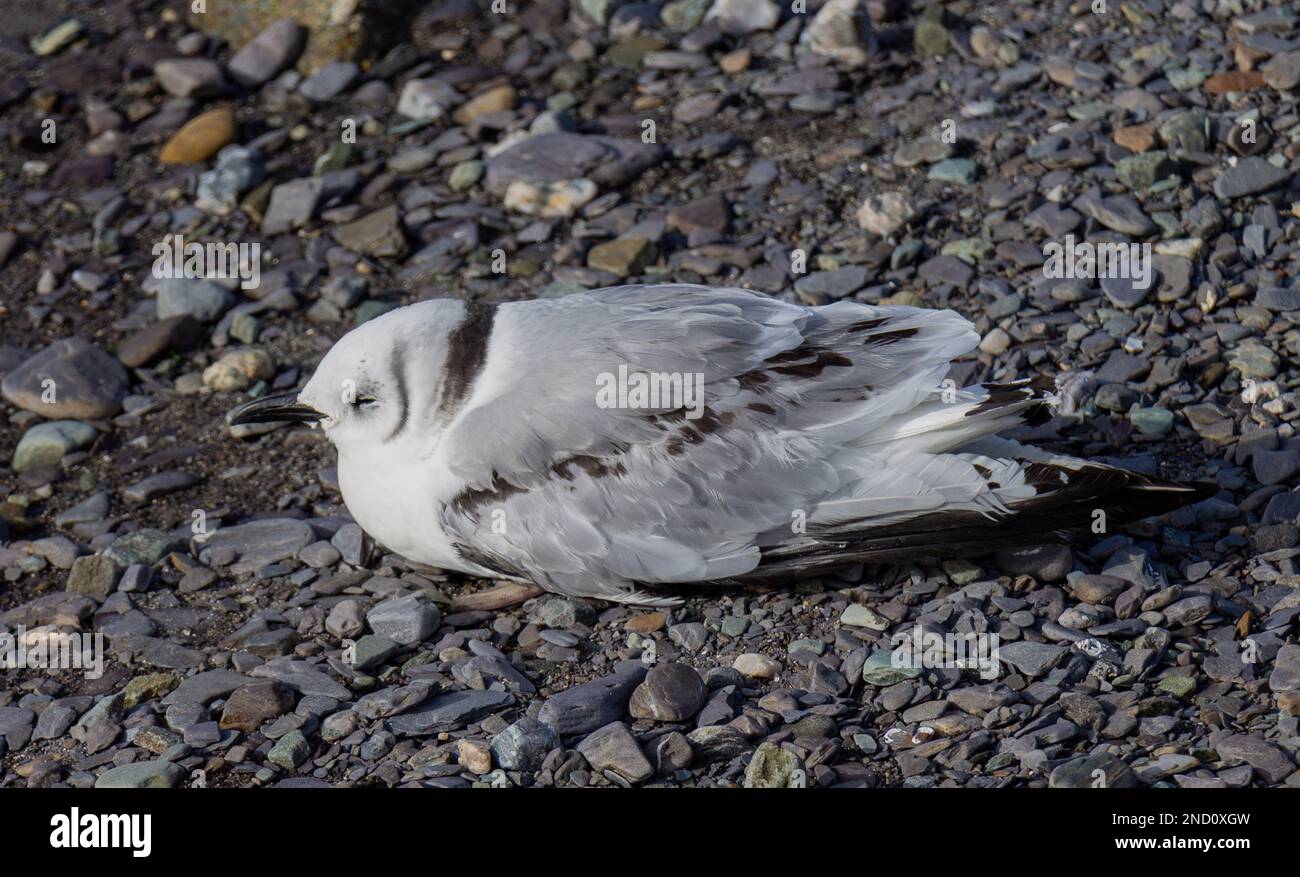 Sick Seabird Seagull suffering from Avian Flu or Bird Flu Stock Photo