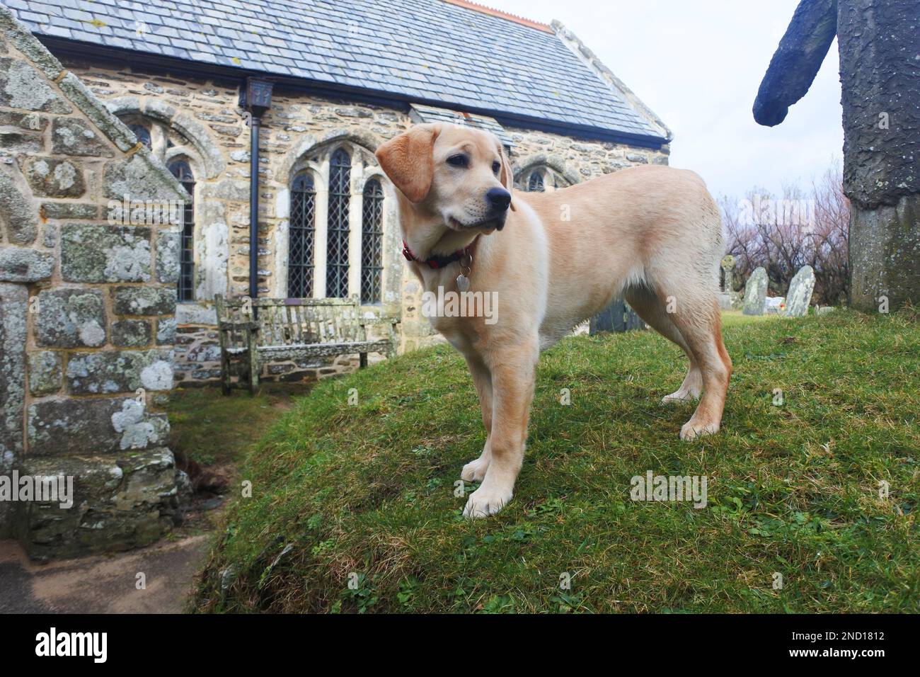 Yellow Labrador Retriever standing in the churchyard at Gunwalloe