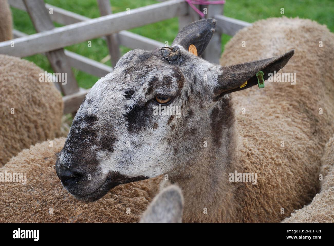 A photogenic Bluefaced Leicester sheep waiting to be judged at one of Yorksjhore's summer agricultural shows. Stock Photo