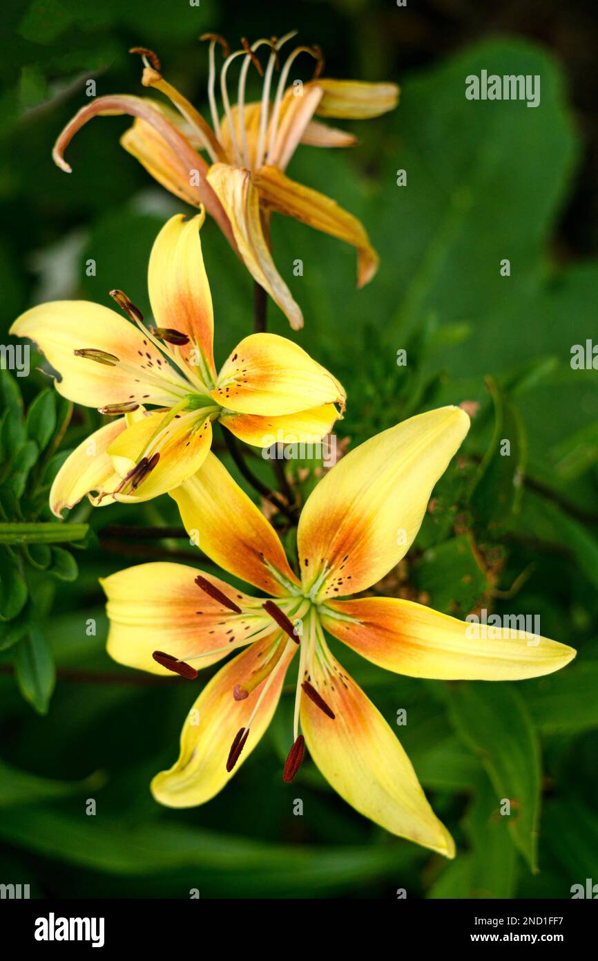 The flower of a yellow lily growing in a summer garden Stock Photo Alamy