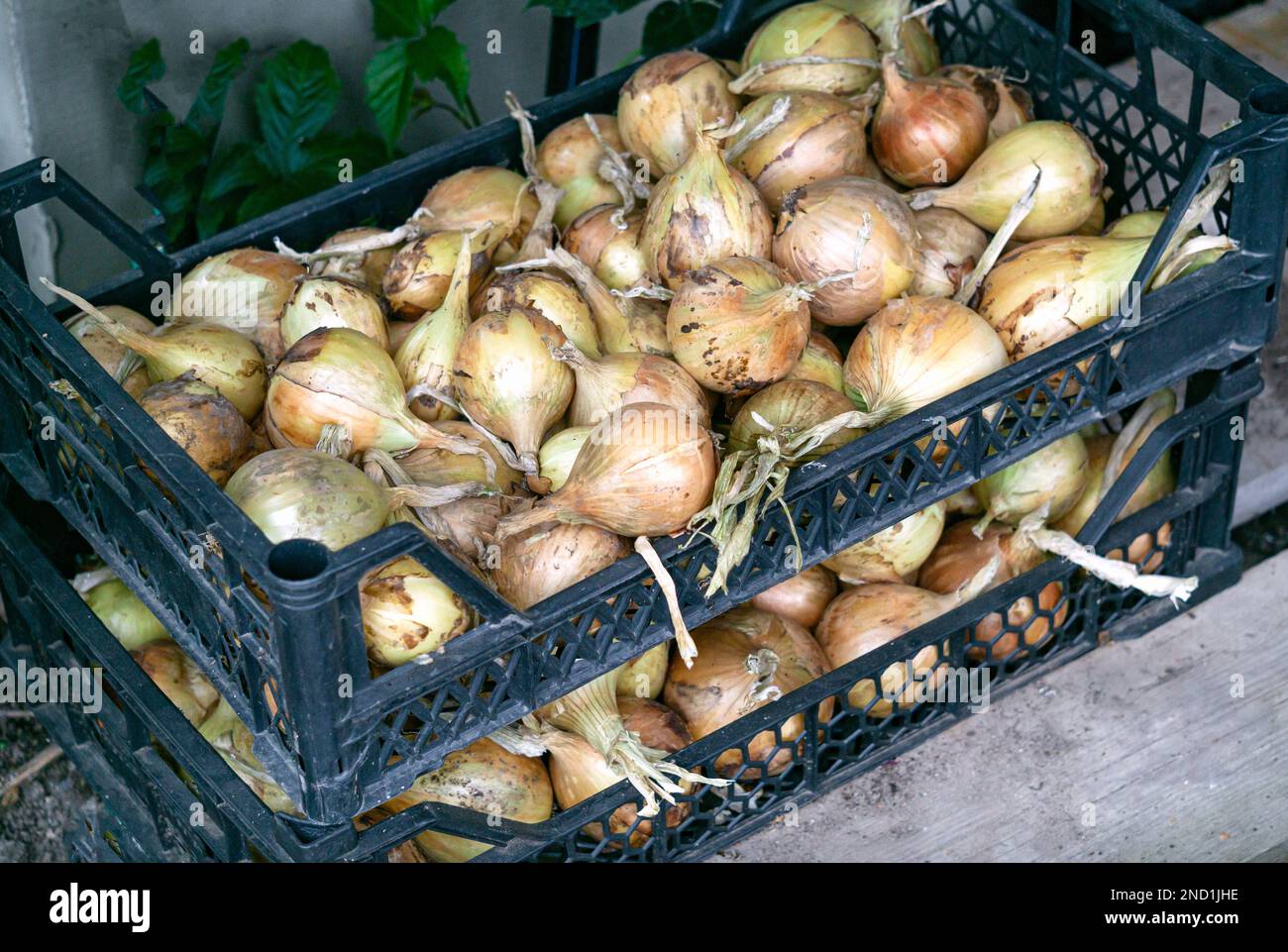 Unpeeled round brown onions hi-res stock photography and images - Alamy