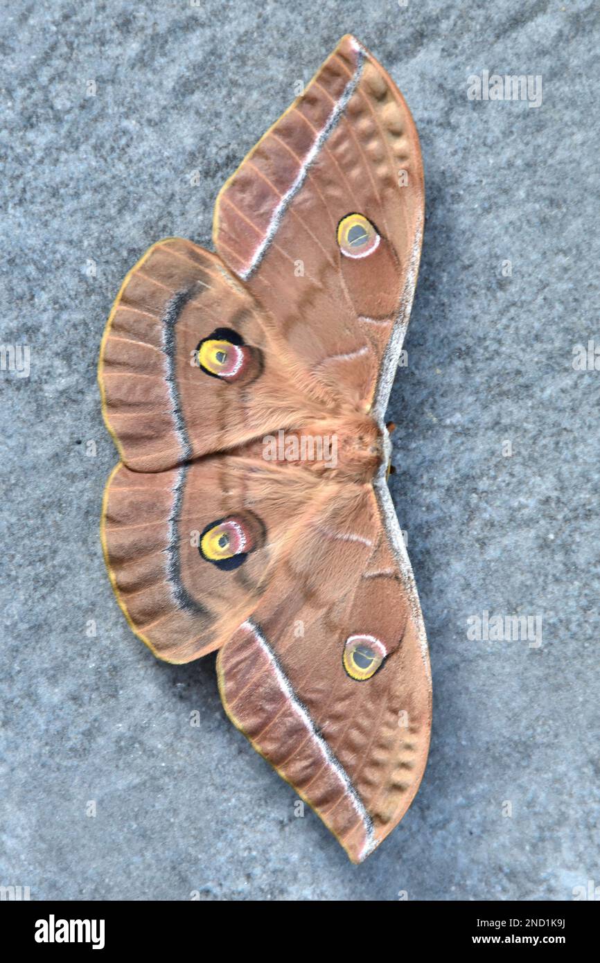 Butterfly saturniidae hi-res stock photography and images - Alamy