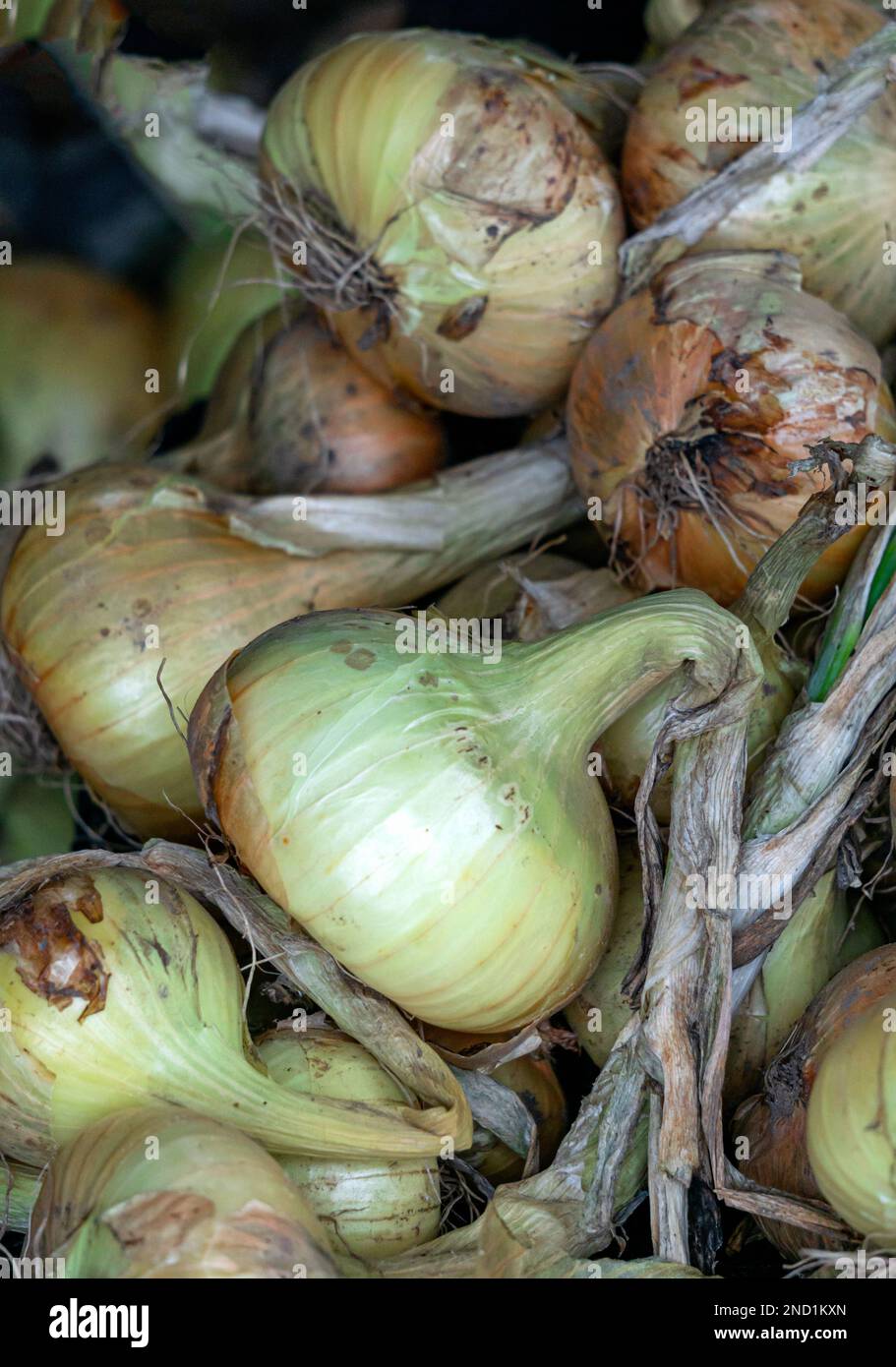 Unpeeled round brown onions hi-res stock photography and images - Alamy