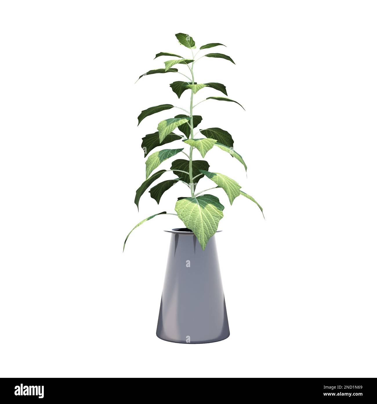 decorative flower in a pot isolated on white background, 3D ...