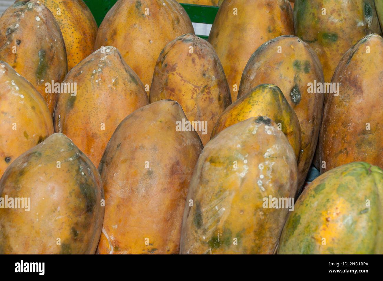 Papaya fruit in supermarket - Scientific name: Carica papaya Stock ...