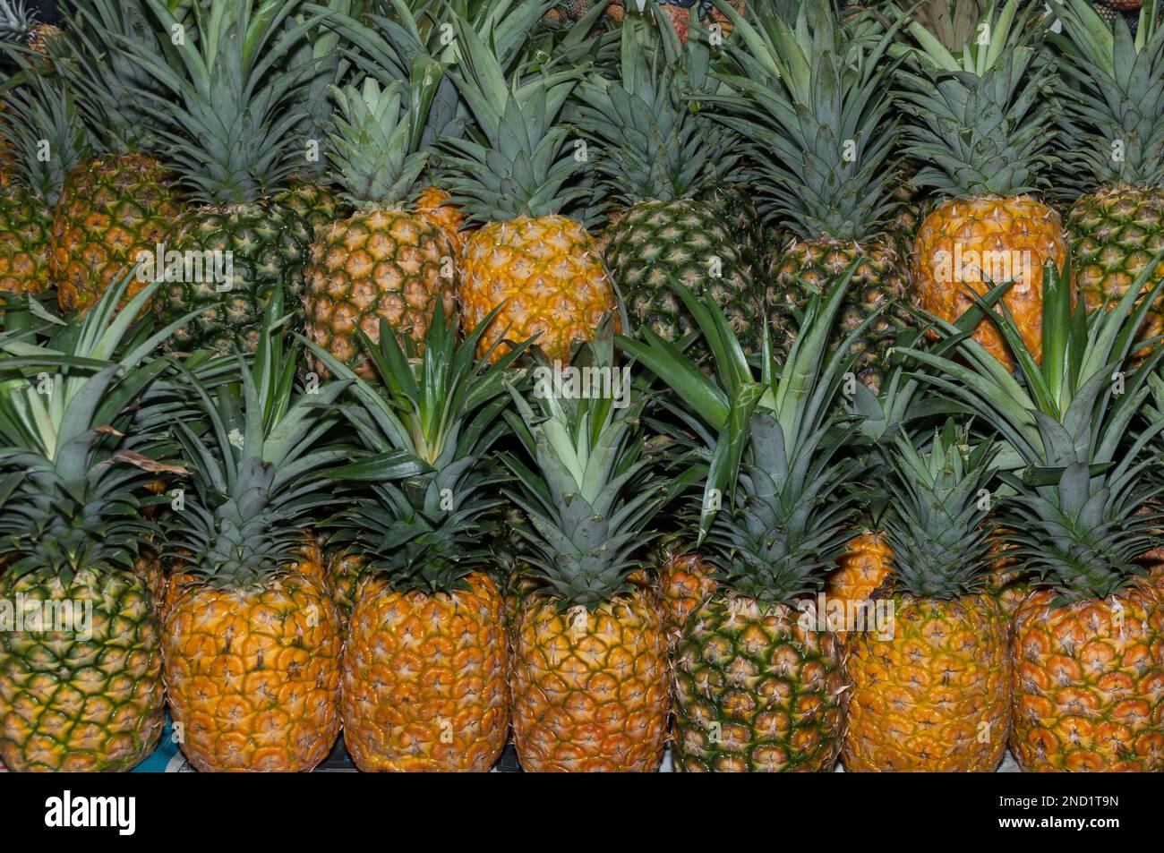 Pineapples in the market - Ananas comosus. Stock Photo