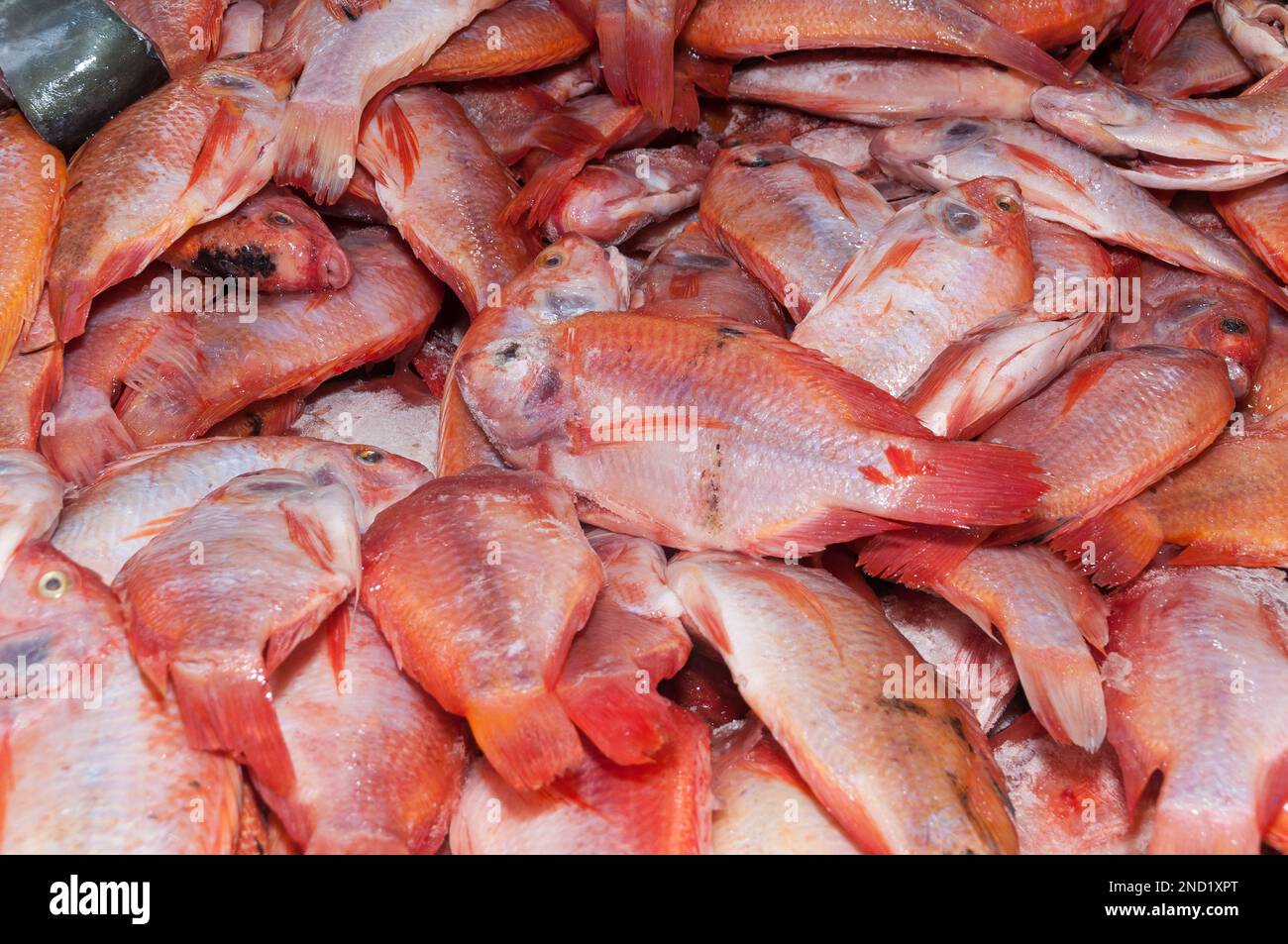 Fish, red tilapia or red mojarra (Oreochromis Stock Photo Alamy