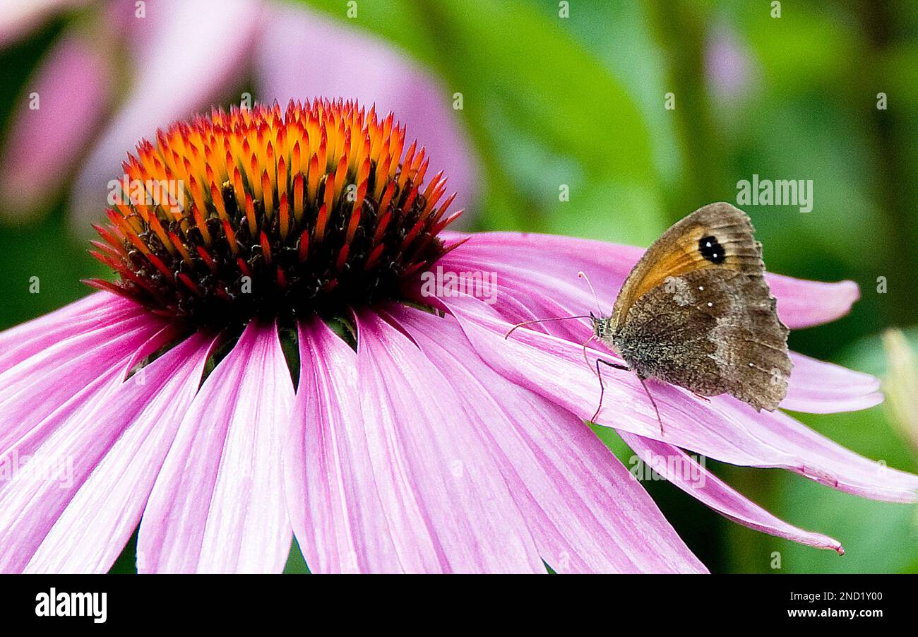 Cottage Gardens Plants Stock Photo Alamy