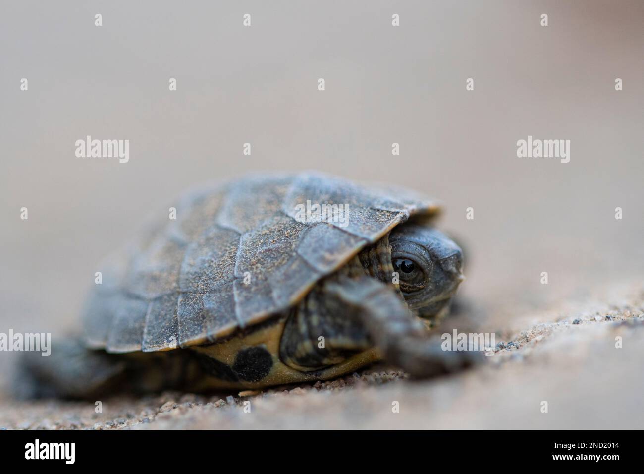 Turtle With Shell Adorable little Mauremys leprosa turtle with shell crawling on sandy ...